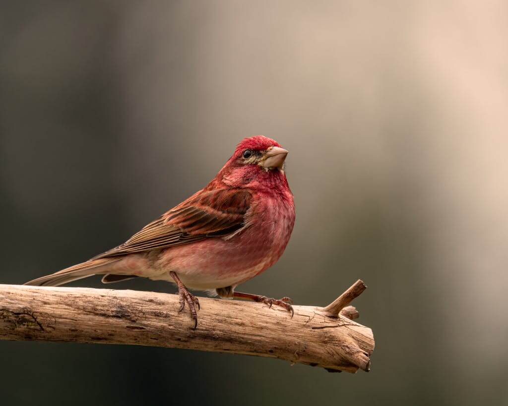 A Bird Perched on a Branch