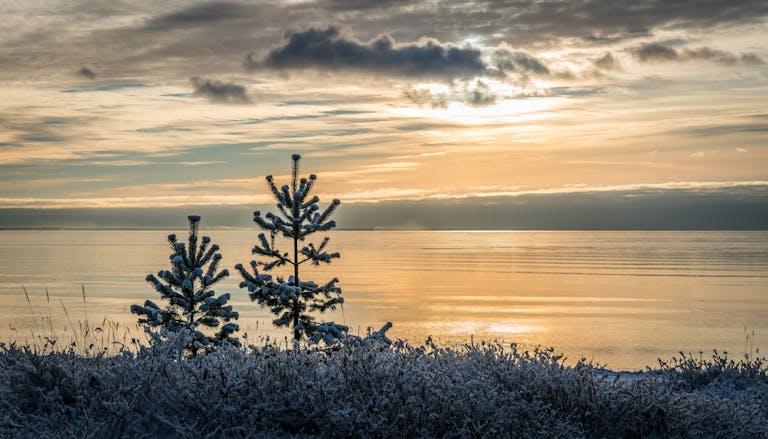 A tranquil winter sunset over a calm sea with snow-covered trees on the shoreline, highlighting the peaceful contrast of nature.