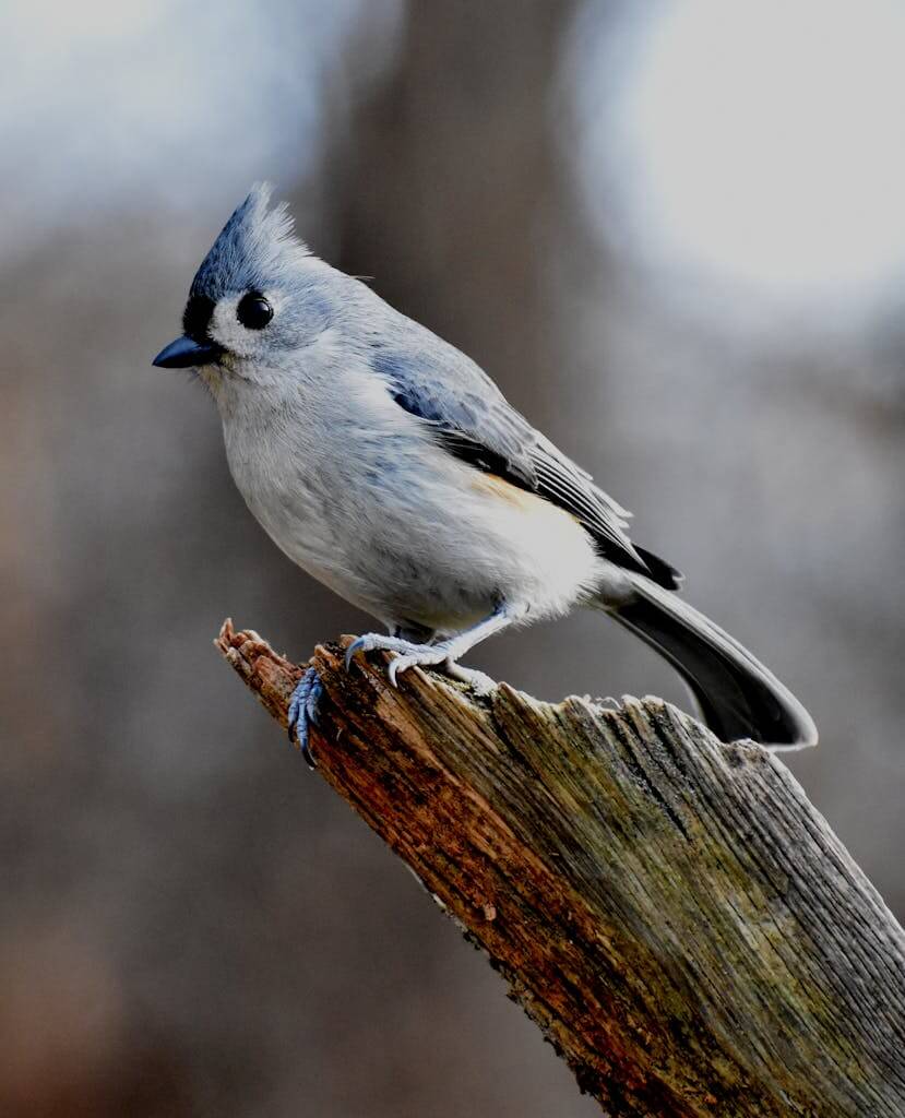 Grey Bird Perched on a Tree Branch