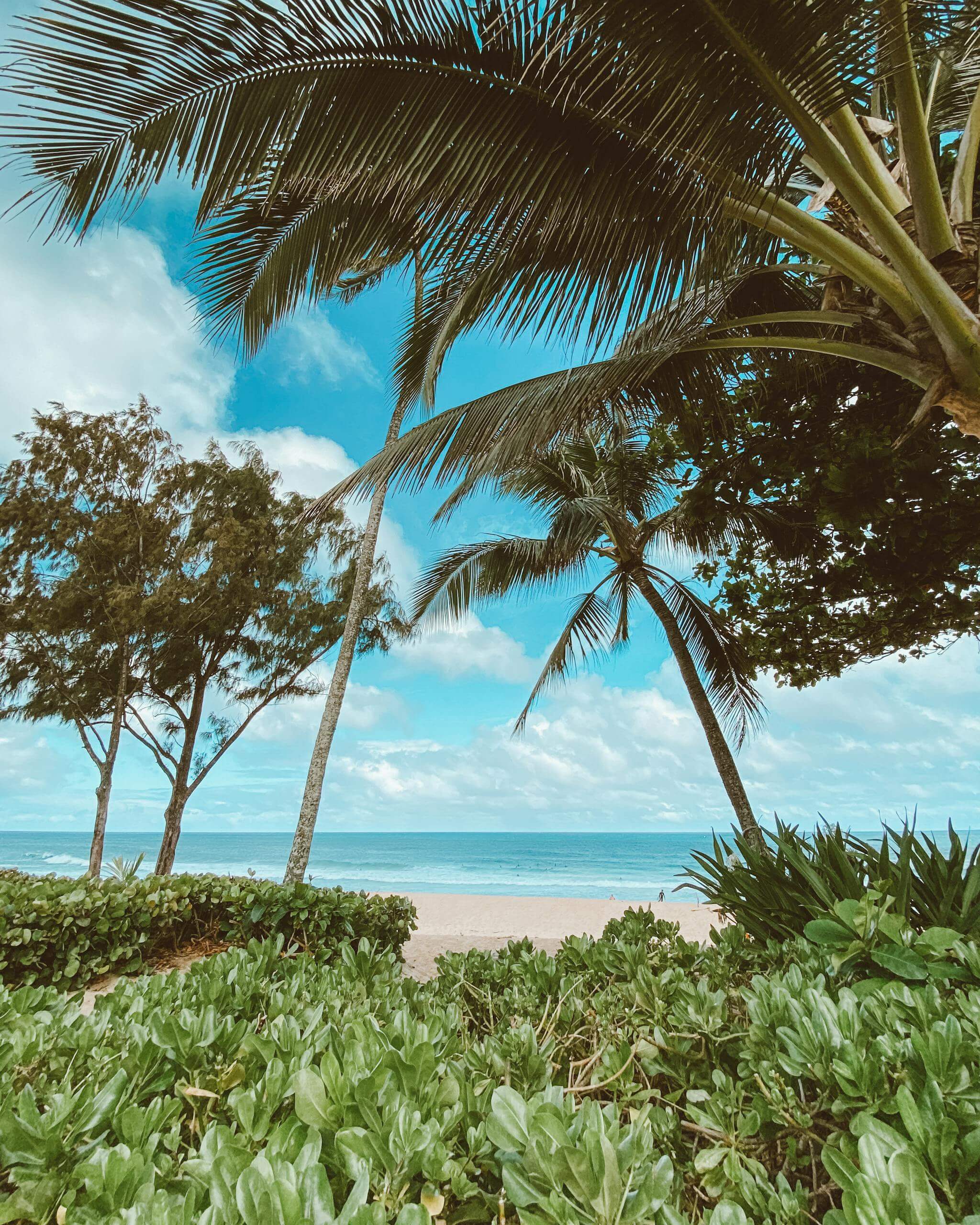 Lush greenery and palm trees frame a serene beach view in Haleiwa, Hawaii.